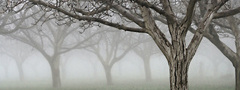 деревья, туман, природа