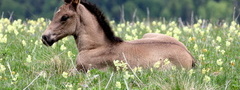 конь, трава, лето