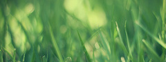 трава, зелень, блики
