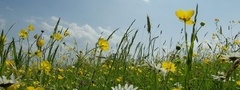 поле, цветы, лето