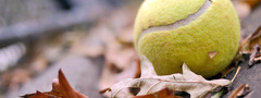 теннисный мяч, мяч, листья, осень, настроение, tennis ball