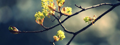 природа, весна, ветка, почки, листики, растения, фото, картинки, обои