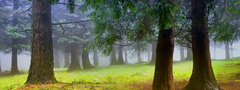Лес, туман, деревья, ели, природа
