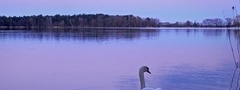 лебедь, озеро, ночь, природа