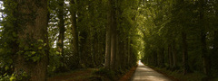 Дорога, деревья, листья
