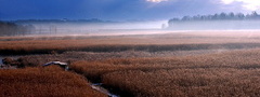 поле, туман, мост, камыш, закат, пейзаж, природа