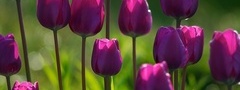 тюльпаны, фиолетовые, клумба