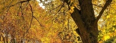 осень, деревья, листопад, парк