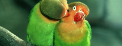 попугаи, пара, любовь
