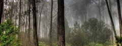 лес, деревья, стволы, туман