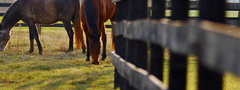 кони, забор, трава