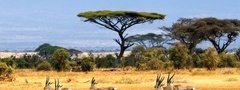 африка, антилопы.гну, дерево