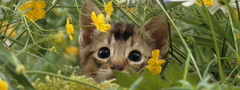 кошка, цветы, трава