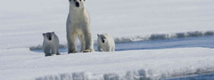 белый медведь, медвежата, арктика, снег
