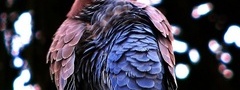 голубь, птица, перья, животные