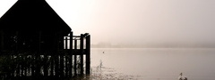 озеро, туман, лебедь