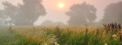 поле, туман, трава, утро