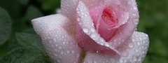 rose, pink, flower, waterdrops, dew, beautiful nature wallpapers, ,  ...