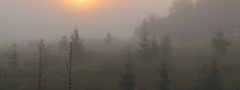 поле, туман, пейзаж