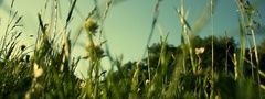 трава, зеленое, красиво, поле