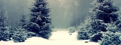 ели, снег, зима, лес