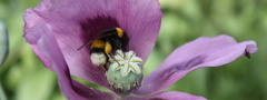 пчела, цветок, мак