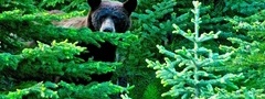 медведь, лес, природа