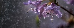цветы, дождь, капли