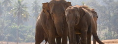 слоны, природа, африка