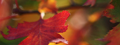 осень, листья, веточка