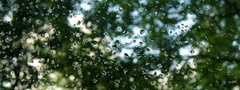 дождь, капли, стекло, деревья