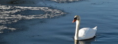 лебедь, озеро, зима, природа