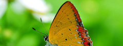 зелёный, фон, бабочка, крылья, насекомое