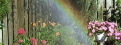 радуга, цветы, дождь