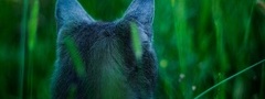кошка, уши, трава, зелень