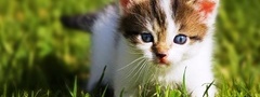кошка, трава, лето