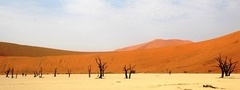 пустыня, песок, деревья, природа
