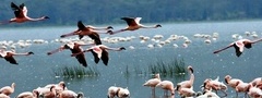 птицы, фламинго, озеро, лето, природа