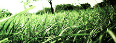 трава, макро, зелень, дерево