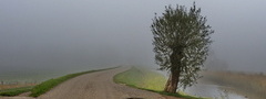 дорога, дерево, туман, природа