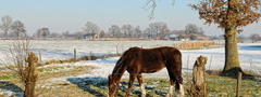 конь, поле, снег, красота