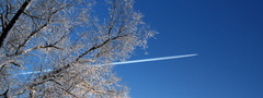 небо, дерево, самолёт, ветки