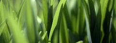 зеленая, трава, прозрачность