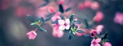 брусника, цветок, розовый