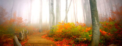 природа, парк, осень, туман, деревья, листья