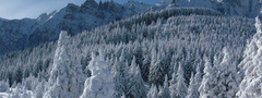 Румыния, зима, снег, горы, ели, пейзаж