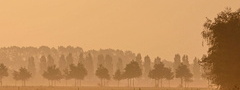 поле, туман, деревья, пейзаж