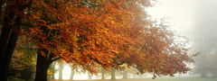 осень, деревья, листья, лес, туман