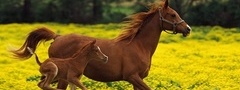 Лошадь, жеребёнок, бежат, поле, цветы, желтые