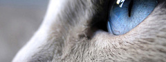 животное, животные, кот, кошка, глаза, взгляд, голубые